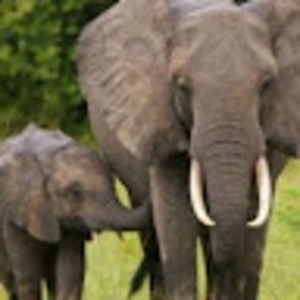 Meet your Posher, Mia